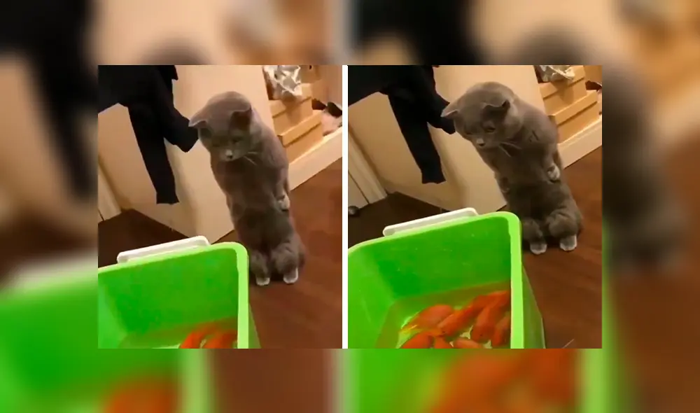 En Facebook, un joven compró unos peces como mascotas y no imaginó que su gato los quería devorar.
