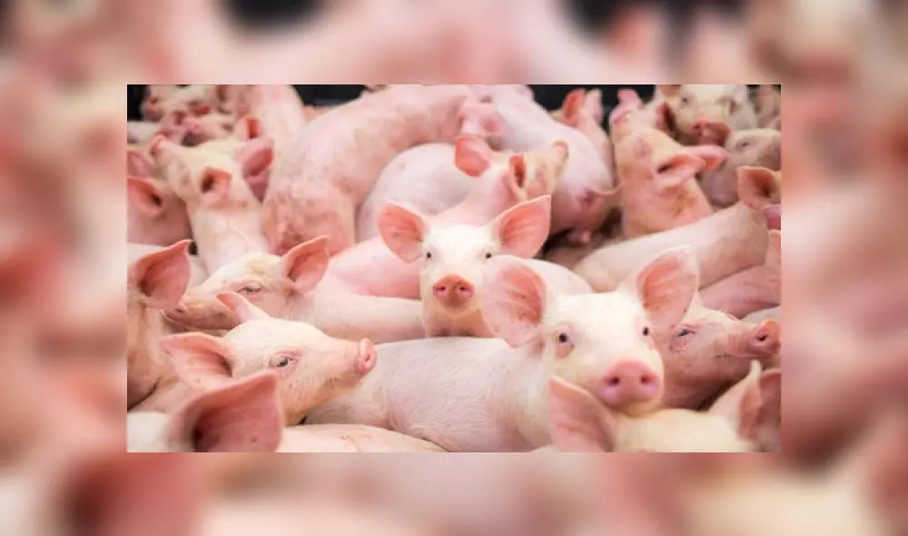 WHO Health Emergencies Programme head Michael Ryan attends a press conference organized by Geneva Association of United Nations Correspondents (ACANU) amid the COVID-19 outbreak, caused by the novel coronavirus, on July 3, 2020 at the WHO headquarters in Geneva. (Photo by Fabrice COFFRINI / POOL / AFP)