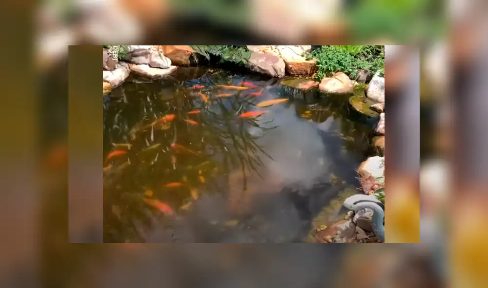 El protagonista del video viral de Facebook atrapó a una letal criatura. El protagonista del video viral de Facebook atrapó a una letal criatura.