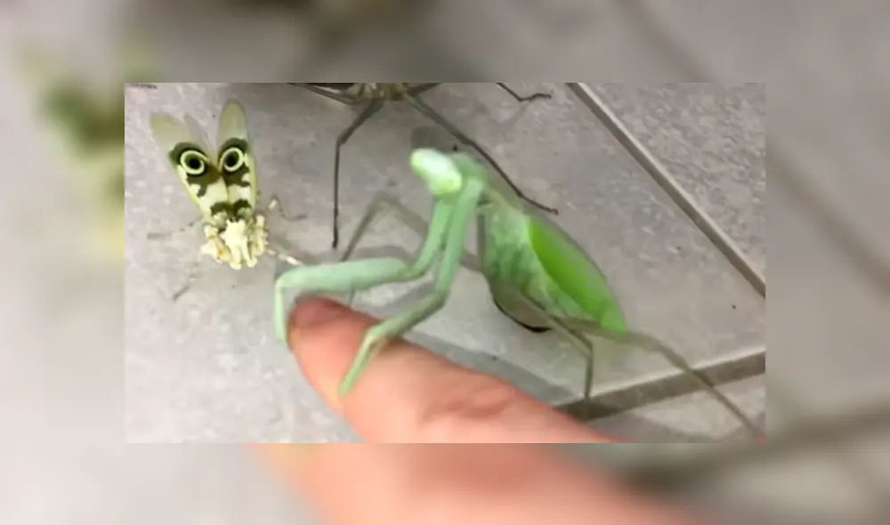 YouTube viral: joven intenta rescatar a mariposa del ataque de feroces mantis y recibe un duro castigo