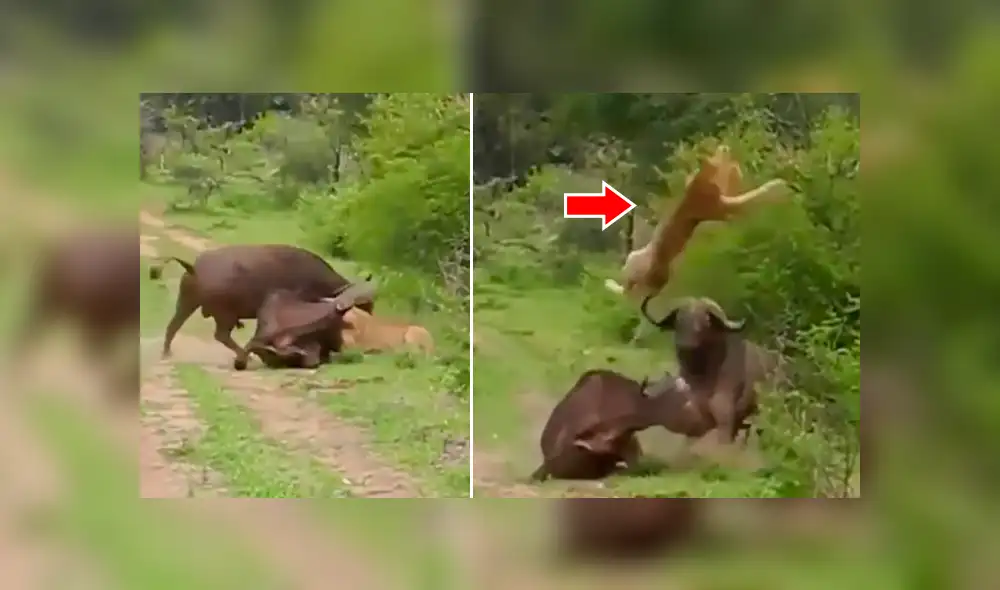 YouTube viral: Búfalo hace volar por los aires a hambriento león para salvar a su amigo [VIDEO]