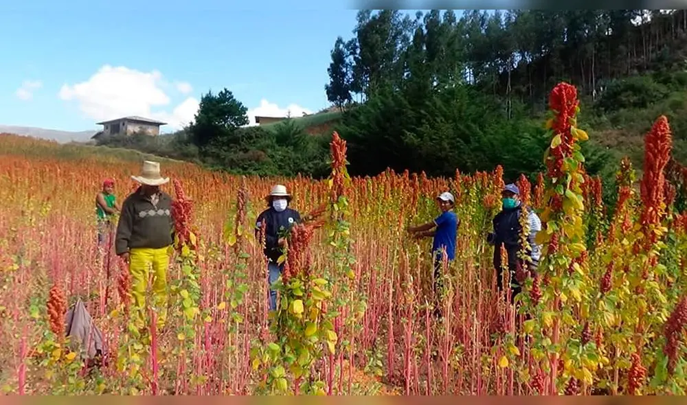 Siembran quinua en Cajabamba