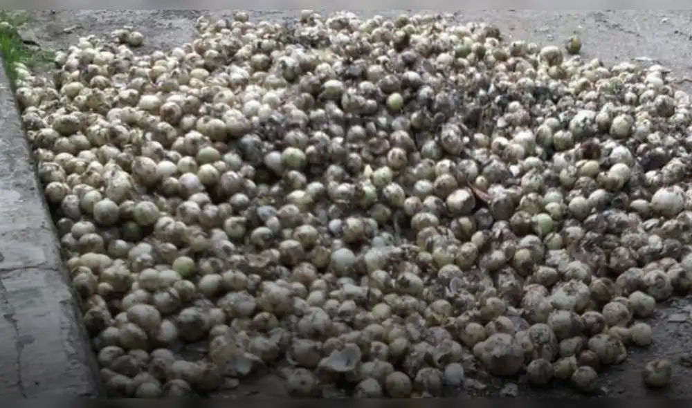 Las imágenes de miles de cebollas echadas a perder indignaron a los pobladores del municipio rural de Meoqui. (Foto: Difusión) Las imágenes de miles de cebollas echadas a perder indignaron a los pobladores del municipio rural de Meoqui. (Foto: Difusión)