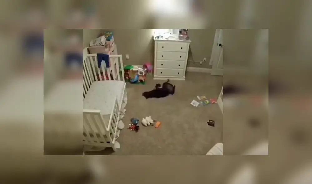 Desliza las imágenes para apreciar la travesura que realizó un perro durante la ausencia de su cuidadora. Desliza las imágenes para apreciar la travesura que realizó un perro durante la ausencia de su cuidadora.