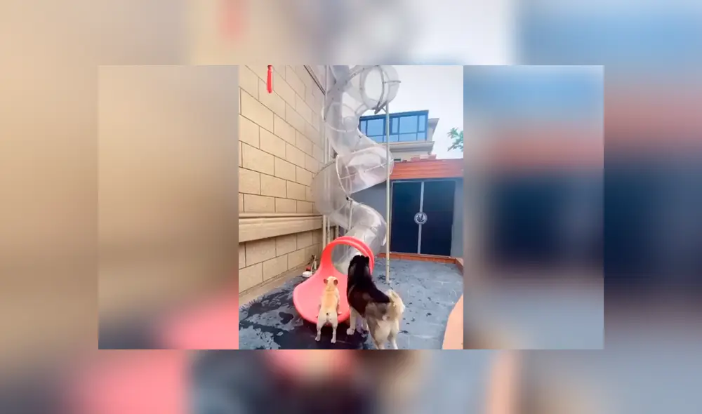 Desliza las imágenes hacia la izquierda para observar la creativa construcción de un joven para sus perros.