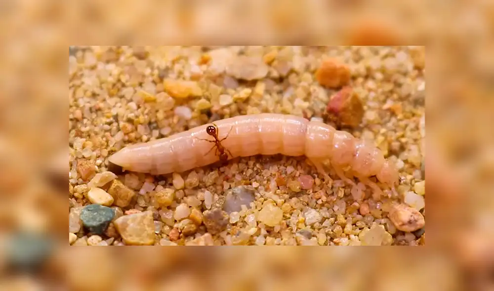 YouTube viral: supergusanos carnívoros y hormigas de fuego tienen enfrentamiento que causa furor en las redes [VIDEO]