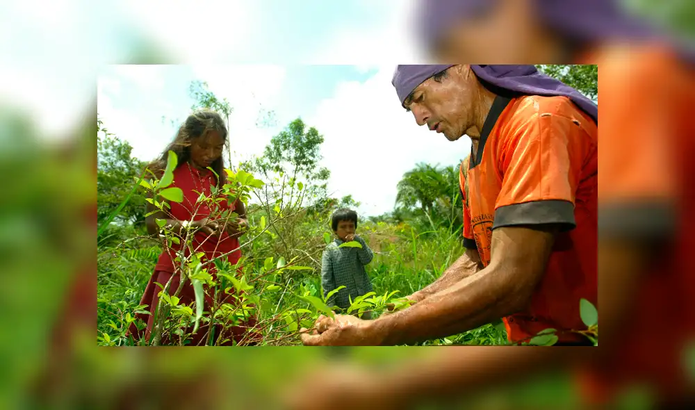 Para la cancillería peruana, la expansión de la superficie cocalera del país como de su producción de cocaína no puede estar por encima del 2,4 % en 2019 respecto a 2018. Foto: La República / Percy Ramirez Para la cancillería peruana, la expansión de la superficie cocalera del país como de su producción de cocaína no puede estar por encima del 2,4 % en 2019 respecto a 2018. Foto: La República / Percy Ramirez