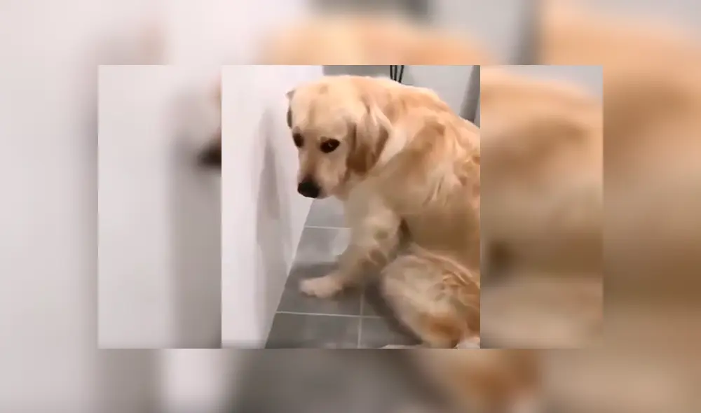 En Facebook, un perro tuvo inesperada reacción cuando su dueño descubrió su terrible travesura. En Facebook, un perro tuvo inesperada reacción cuando su dueño descubrió su terrible travesura.