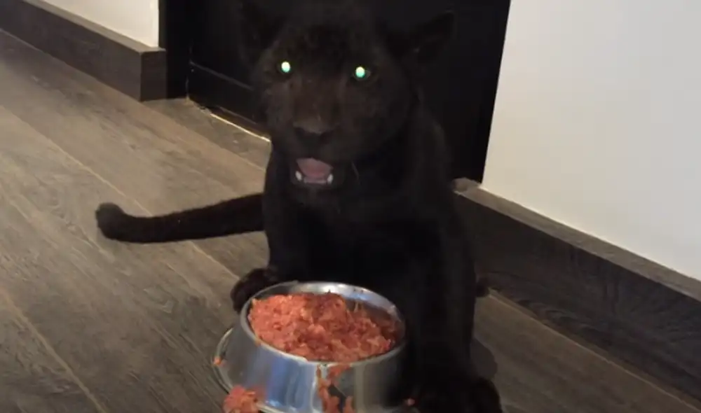 Desliza hacia la izquierda para ver las imágenes del video viral. Foto: Captura de YouTube. Desliza hacia la izquierda para ver las imágenes del video viral. Foto: Captura de YouTube.