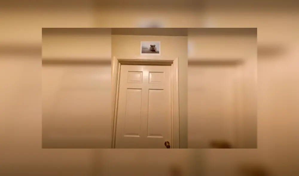 Desliza las imágenes para apreciar el pedido de una joven a su madre para adoptar a un hámster en casa. Fotocaptura: ViralHog. Desliza las imágenes para apreciar el pedido de una joven a su madre para adoptar a un hámster en casa. Fotocaptura: ViralHog.