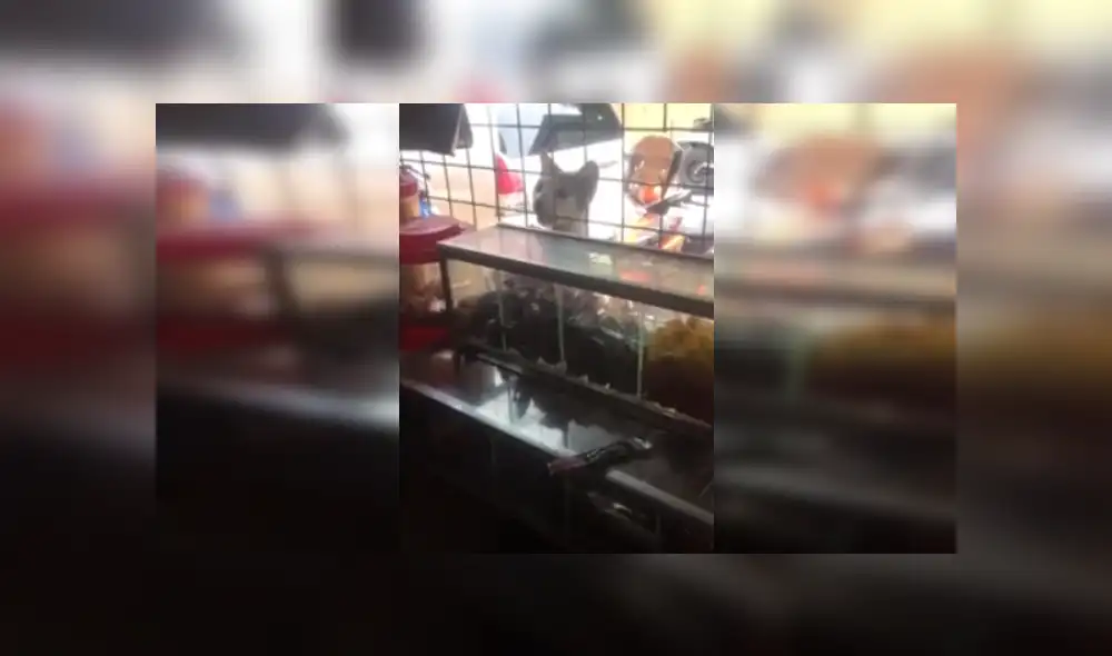 Desliza las imágenes para ver más detalles de esta cómica escena que es viral en Facebook. Desliza las imágenes para ver más detalles de esta cómica escena que es viral en Facebook.