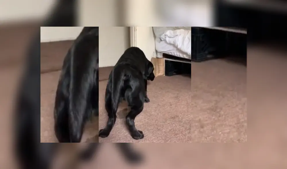 Video es viral en Facebook. El can arruinó la grabación de sus dueñas, quienes intentaban cumplir un difícil reto con una copa. Video es viral en Facebook. El can arruinó la grabación de sus dueñas, quienes intentaban cumplir un difícil reto con una copa.