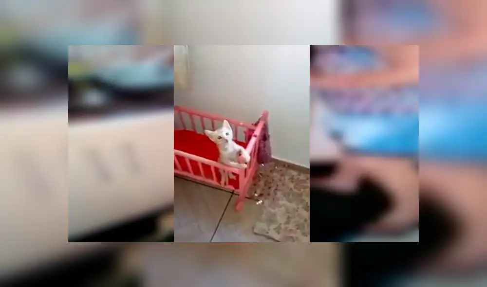 En Facebook, una señora sorprendió por su peculiar forma de criar a un pequeño gato que encontró en la calle. En Facebook, una señora sorprendió por su peculiar forma de criar a un pequeño gato que encontró en la calle.