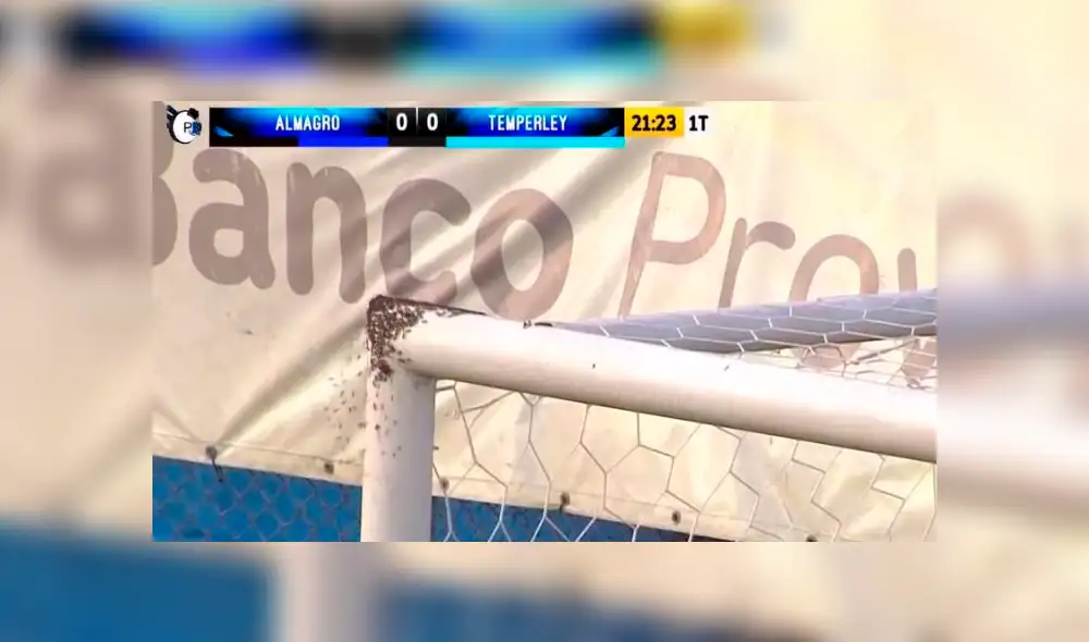 Abejas invadieron partido de fútbol y desataron el pánico entre jugadores e hinchas [VIDEO] 