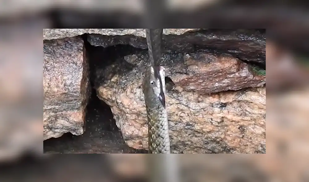 La serpiente que sujetaba al bagre por la cola se cansó primero. Foto: Viral Press/YouTube