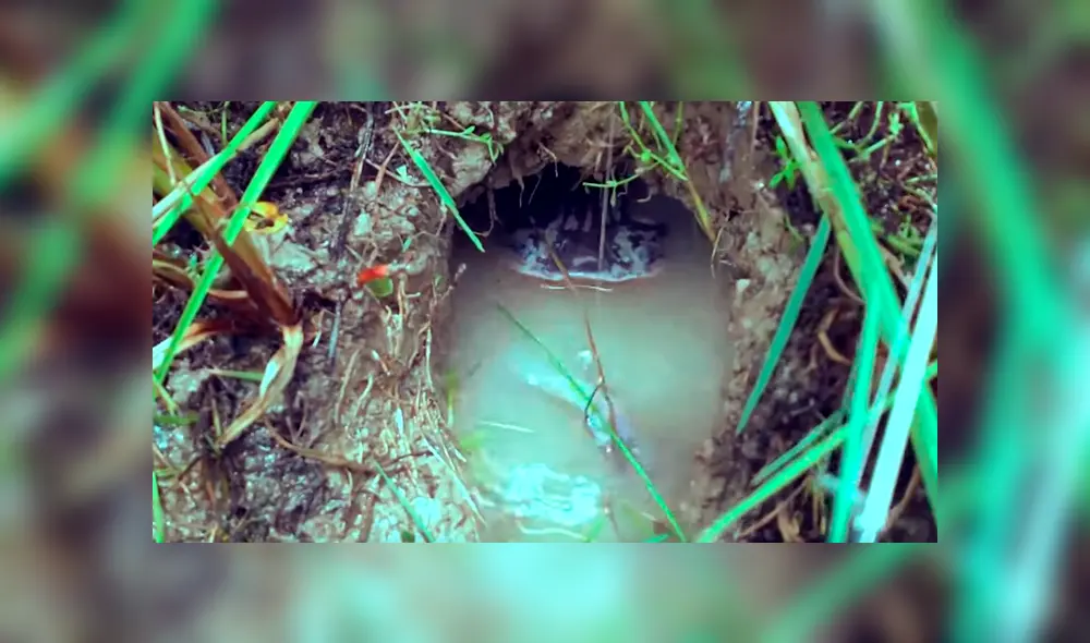 Colocan carnada en misterioso hueco para atraer a terrorífico pez, pero sucede lo peor. Colocan carnada en misterioso hueco para atraer a terrorífico pez, pero sucede lo peor.