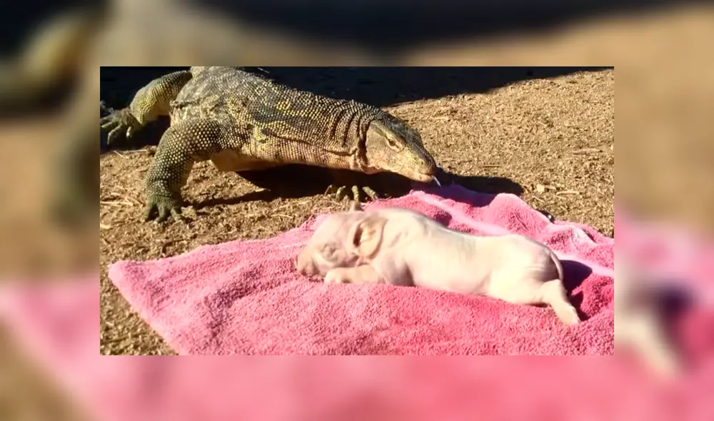 Un video muestra el momento en el que enorme reptil devora a un pequeño cerdo.