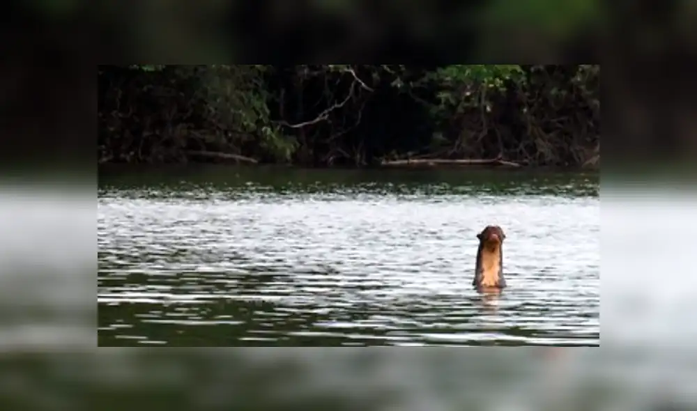 YouTube: ¿Captan dinosaurio con vida en Estados Unidos? Su aspecto sorprende a todos