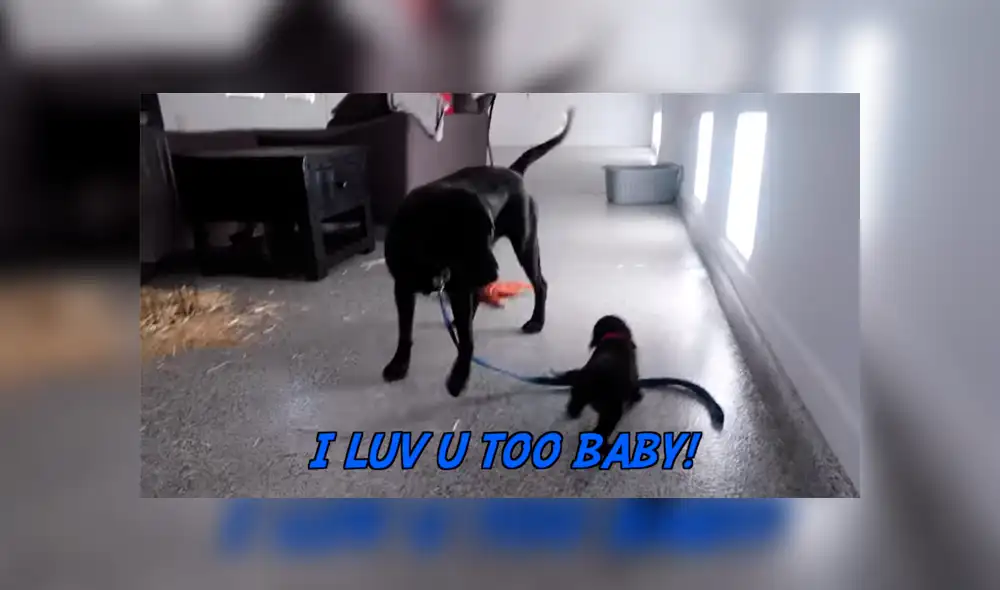 Desliza para ver los momentos más enternecedores del video que se hizo viral en YouTube. Desliza para ver los momentos más enternecedores del video que se hizo viral en YouTube.