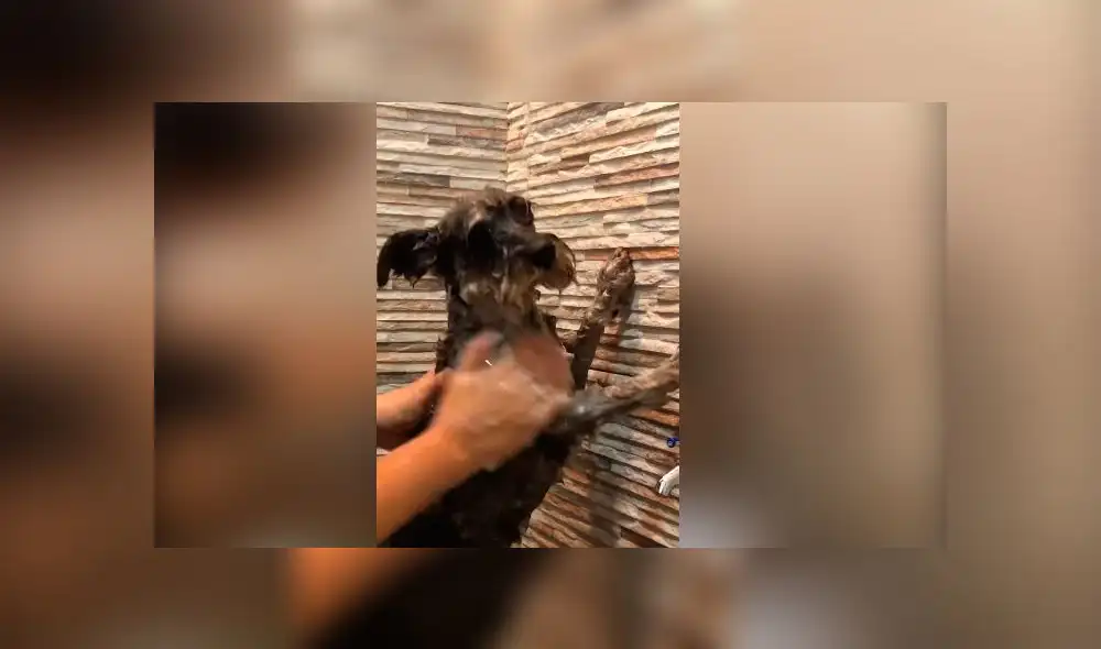 Desliza las imágenes para ver la curiosa escena que protagonizó este travieso perro y su dueña al bañarlo. Foto: YouTube