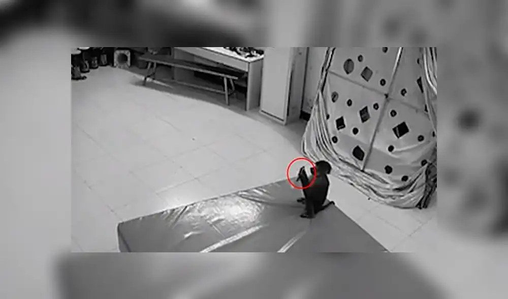 Travieso mono le roba el celular a su dueña y compra varias cosas por Internet [VIDEO]