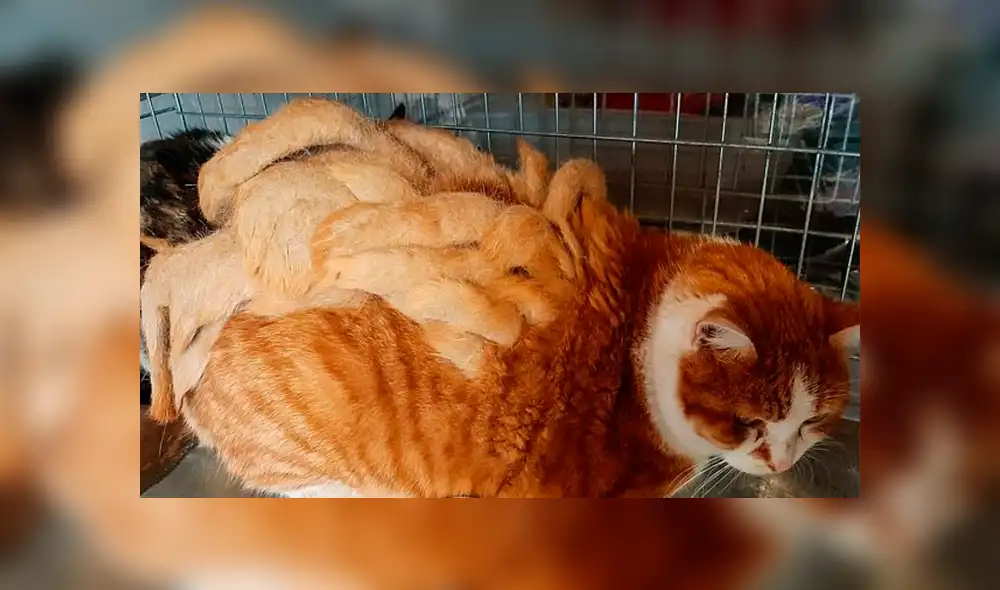 Fue abandonado por su extraño pelaje, rescatistas lo afeitaron y hoy luce irreconocible