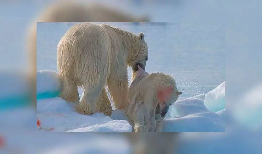 El canibalismo en los osos polares era un raro evento, pero ya no lo es más. Foto referencial. El canibalismo en los osos polares era un raro evento, pero ya no lo es más. Foto referencial.