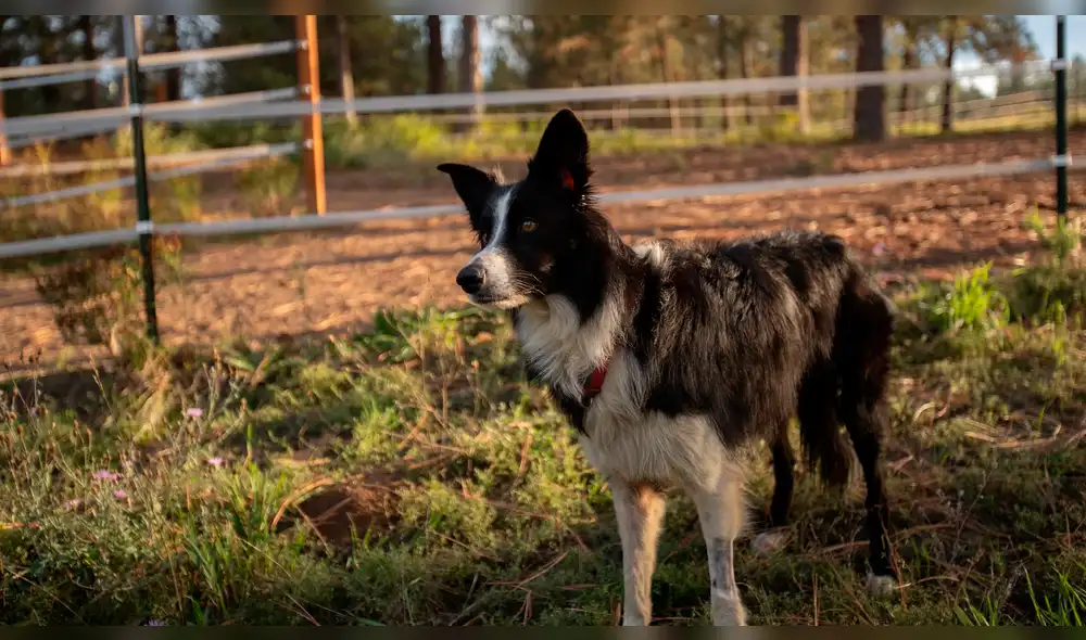 Los King se quedaron en el pueblo por casi dos meses y se compraron gafas de visión nocturna para hallar a su mascota. Foto: captura Los King se quedaron en el pueblo por casi dos meses y se compraron gafas de visión nocturna para hallar a su mascota. Foto: captura