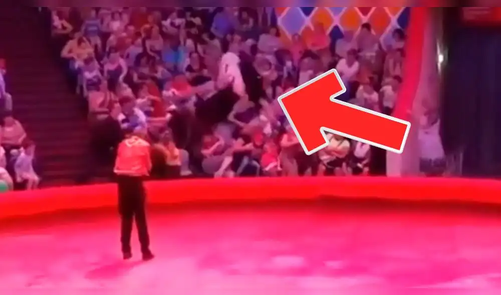 YouTube Viral: avestruz causa pánico en circo de Rusia tras saltar a las gradas del público