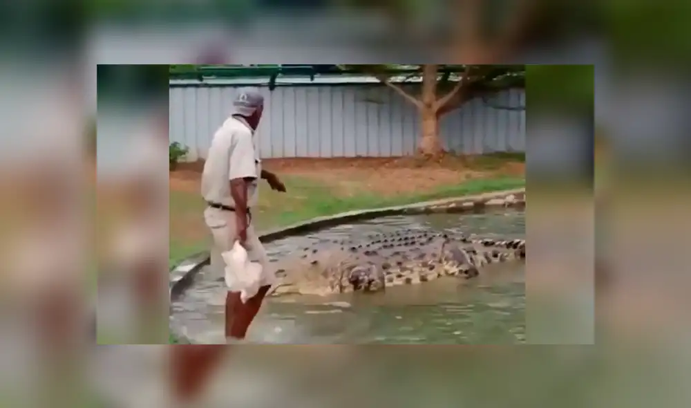 Facebook viral: hombre alimenta a cocodrilo con pollo vivo y causa repudio [VIDEO]