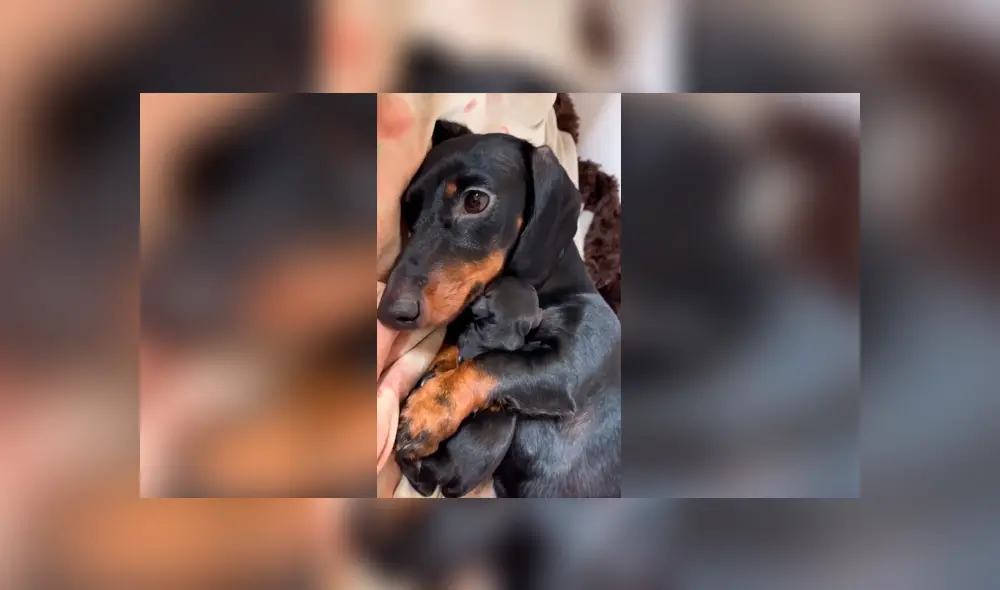 Desliza las imágenes para apreciar la amorosa acción de una perrita para presentar a su cría con su dueña. Foto: Captura.