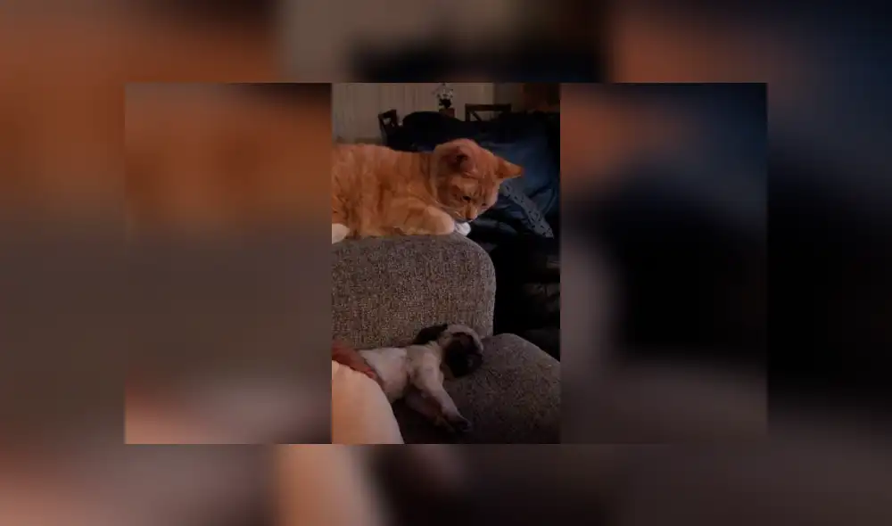 Desliza las imágenes para observar la tierna acción de un gato con la pequeña mascota de su dueña. Fotocaptura: ViralHog. Desliza las imágenes para observar la tierna acción de un gato con la pequeña mascota de su dueña. Fotocaptura: ViralHog.
