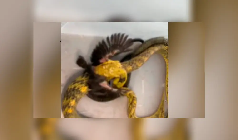 Facebook viral: hambrienta serpiente se topa con pequeña ave y ocurre algo muy impactante Facebook viral: hambrienta serpiente se topa con pequeña ave y ocurre algo muy impactante