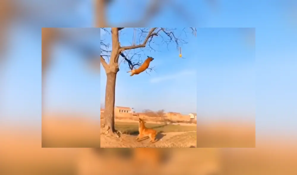 Desliza las imágenes para conocer la increíble hazaña de un perro para alcanzar una pelota en lo alto de un árbol. Foto: Clarín. Desliza las imágenes para conocer la increíble hazaña de un perro para alcanzar una pelota en lo alto de un árbol. Foto: Clarín.