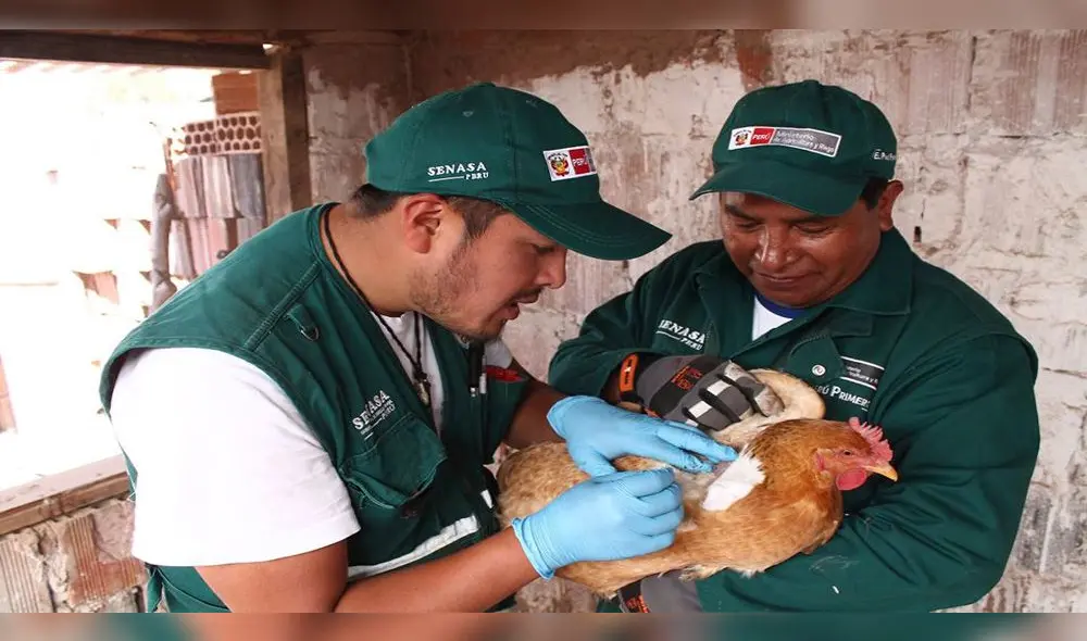 Personal de Senasa recogió muestras en aves.