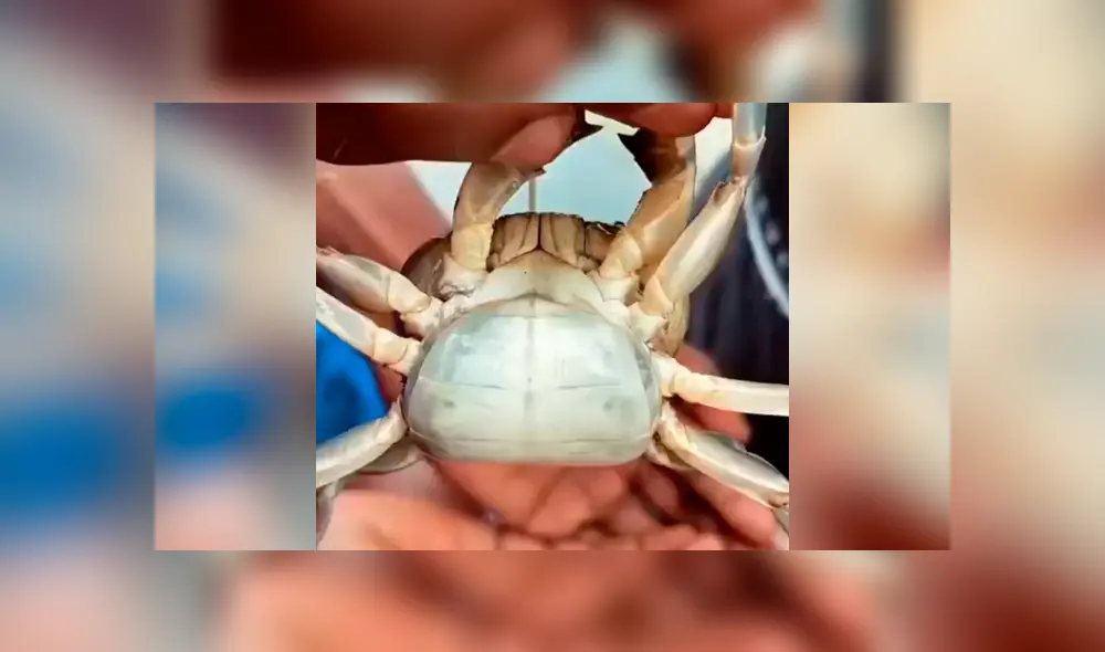 Desliza hacia la izquierda para ver al cangrejo cargando a cientos de sus crías. Escena viral de YouTube. Desliza hacia la izquierda para ver al cangrejo cargando a cientos de sus crías. Escena viral de YouTube.
