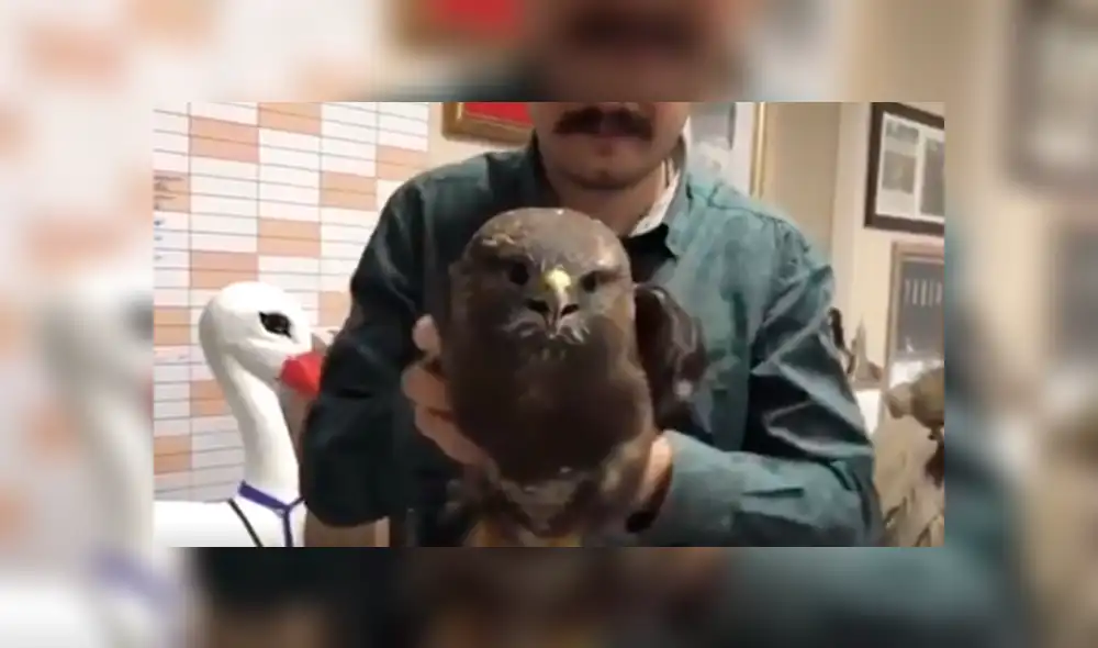 Vía YouTube. Pese a que el cuerpo del animal es sometido a diversos movimientos de un lado a otro, su cabeza se mantiene firme. Las imágenes han impresionado a más de uno