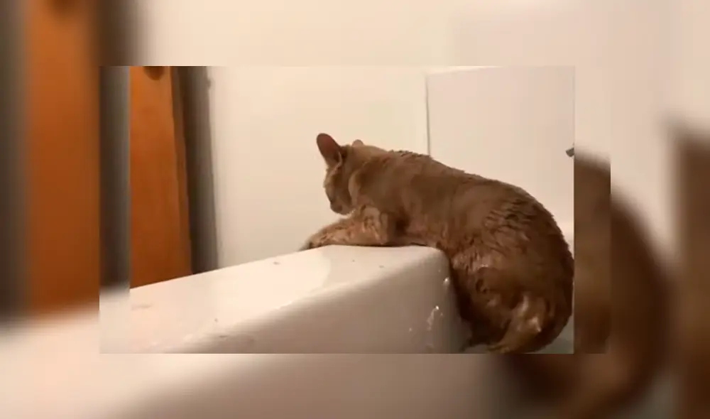 Desliza las imágenes para apreciar la pesada broma que le juego un gato a su ‘amigo’ al notar que tenía miedo al agua.