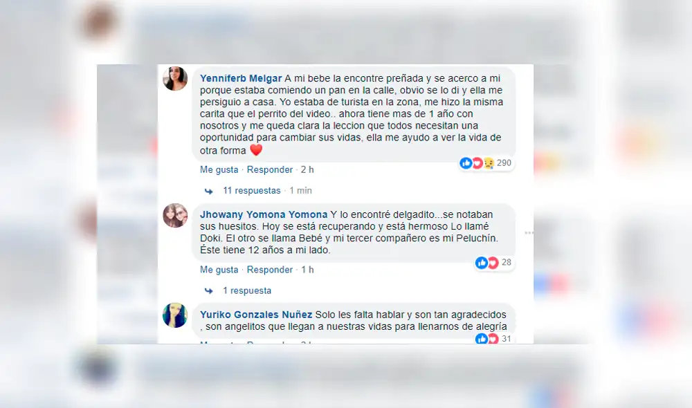 Vía Facebook: fue a albergue a hacer reportaje sobre perros y terminó adoptando a uno [VIDEO] 