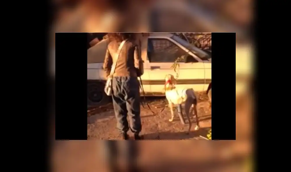 Facebook: perra con desnutrición y una pata rota hizo increíble viaje para salvar a sus crías