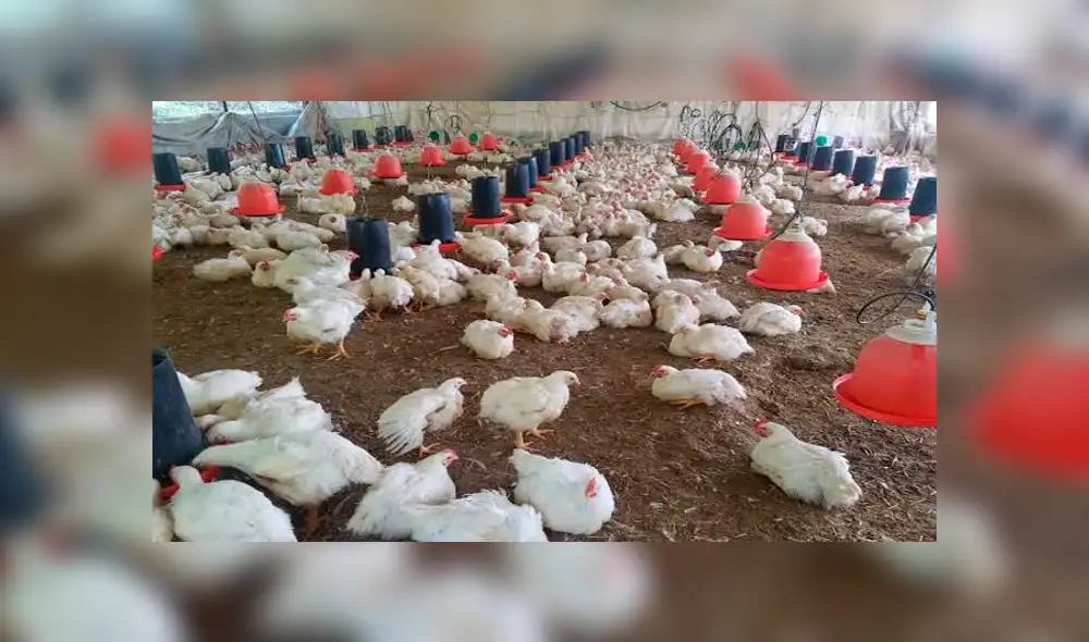 Autoridades retiran 2 millones de libras de pollos por contaminación con metales pesados [VIDEO]