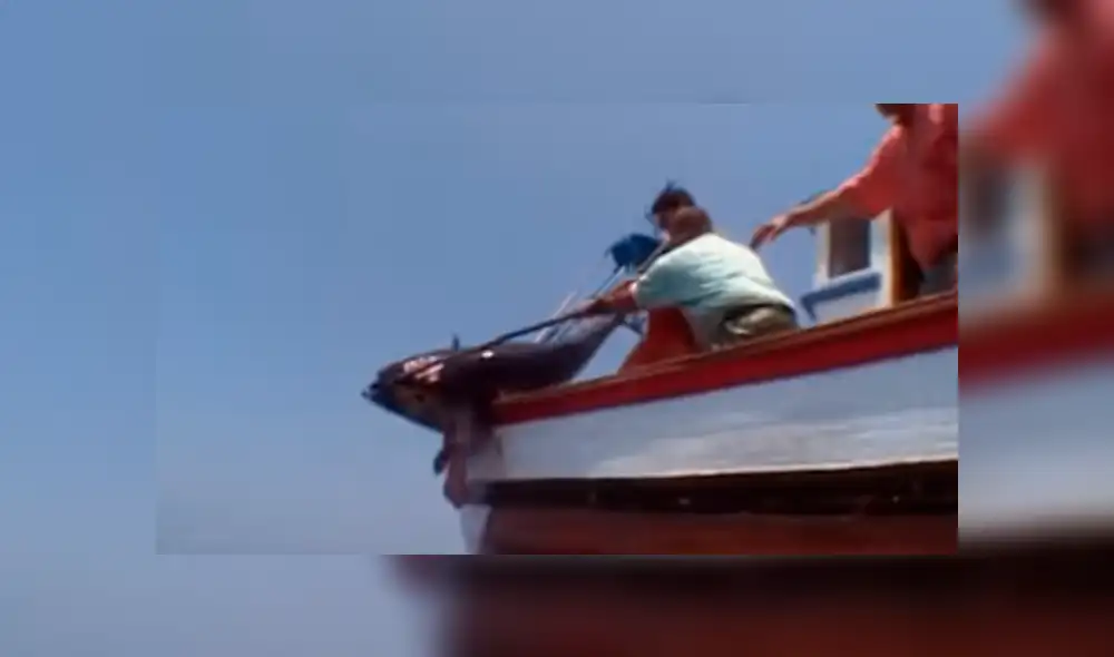 Las orcas se aprovechan de los pescadores, quienes tienen que competir con ellas por los atunes.