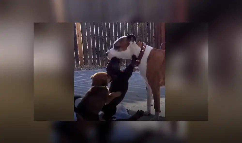 Vía Facebook. Los cachorros fueron encontrados en una cueva y llevados a un refugio de animales. Vía Facebook. Los cachorros fueron encontrados en una cueva y llevados a un refugio de animales.