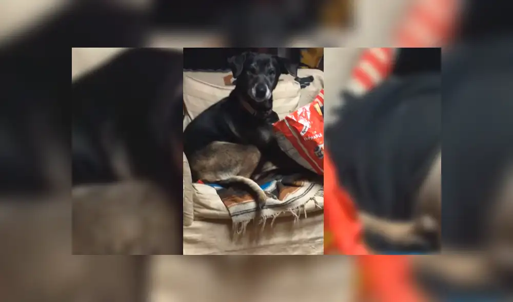 Perro hambriento aprovecha el descuido de su dueño para ‘robarle’ su comida [VIDEO]