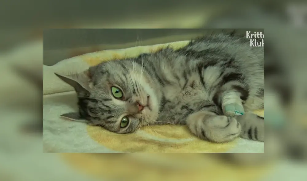 Facebook viral: encuentra a gato moribundo en cementerio abandonado, lo cuida y ahora luce así