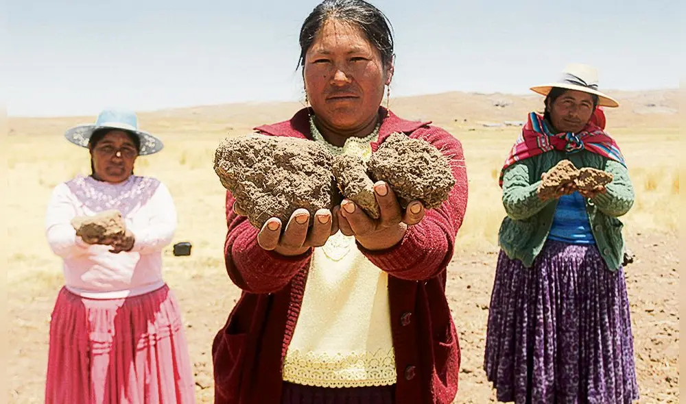 preocupación. Pobladores de Buenavista en Puno, muestran como se han secado sus tierras a causa la falta de lluvias. Estiman que van a perder más de la mitad de su producción.