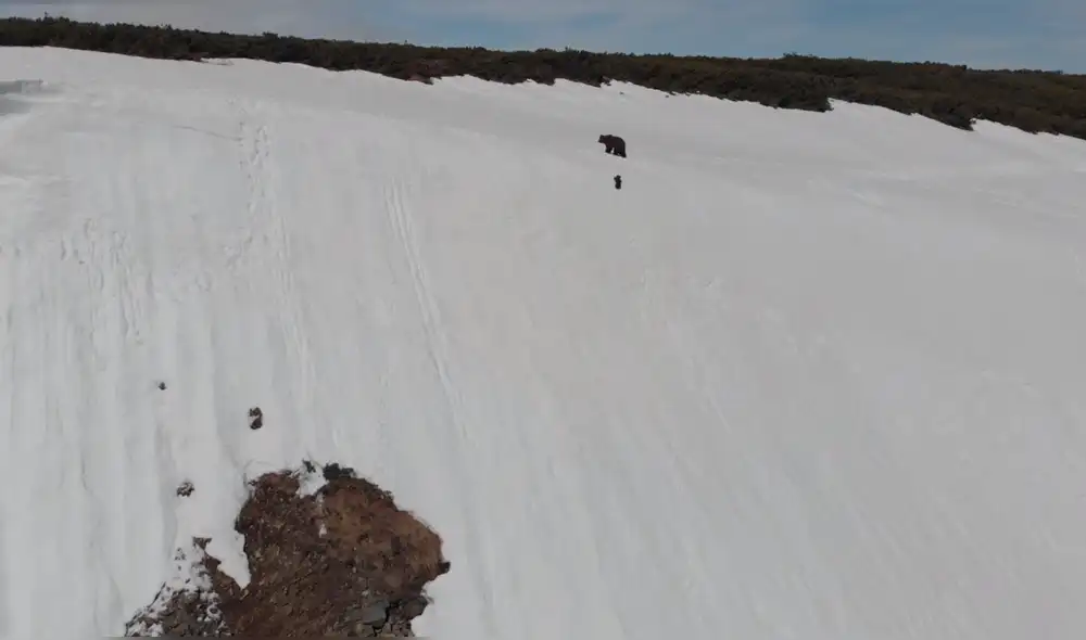 Facebook: Captan el preciso momento en que un oso cachorro cae desde una montaña [VIDEO]