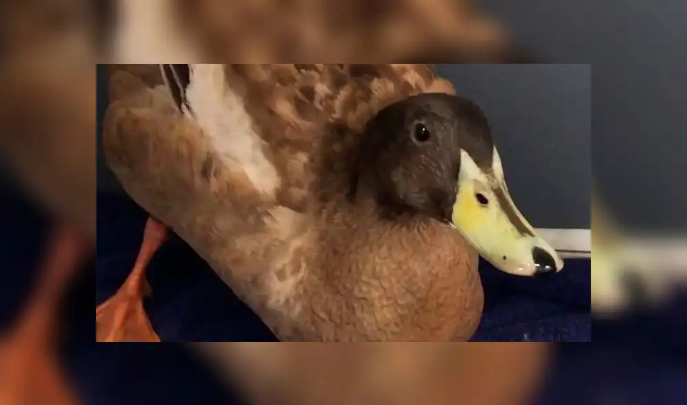 'Dave', el pato que tuvo que ser castrado debido a su alto apetito sexual. Foto: Difusión