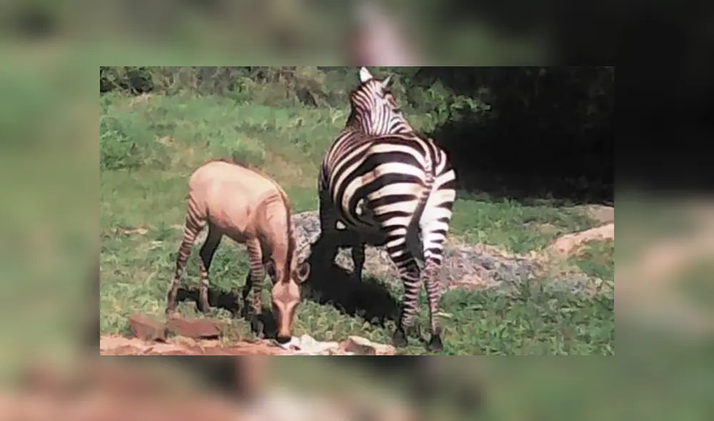 Desliza para ver los detalles del video viral publicado en YouTube. Foto: Captura. Desliza para ver los detalles del video viral publicado en YouTube. Foto: Captura.