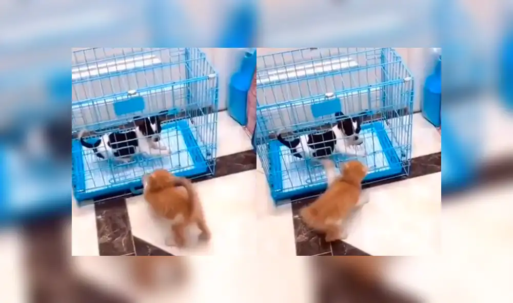 Desliza para ver el desenlace de este video viral de YouTube. Foto: Captura.